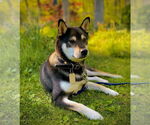 Small #1 Shiba Inu