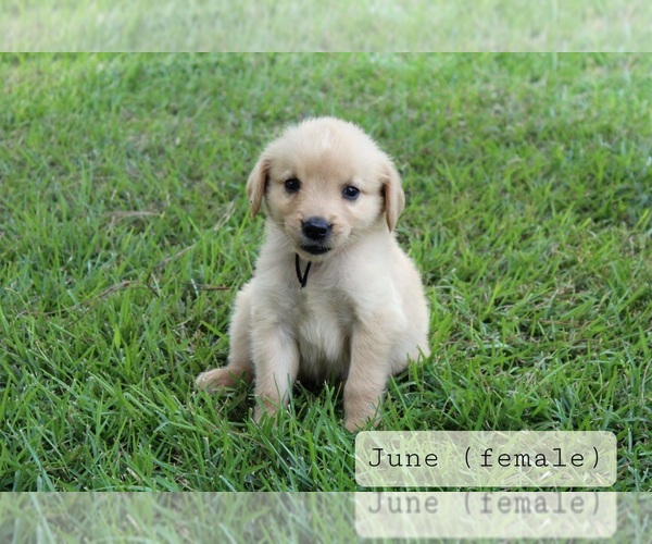 Medium Photo #4 Golden Retriever Puppy For Sale in MONTEZUMA, GA, USA