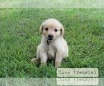 Small #3 Golden Retriever