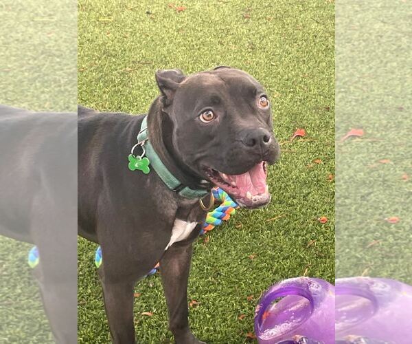 Medium Photo #34 Mutt Puppy For Sale in Pompano Beach , FL, USA