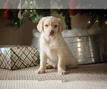 Small Photo #6 Labradoodle Puppy For Sale in NEWBURG, MO, USA