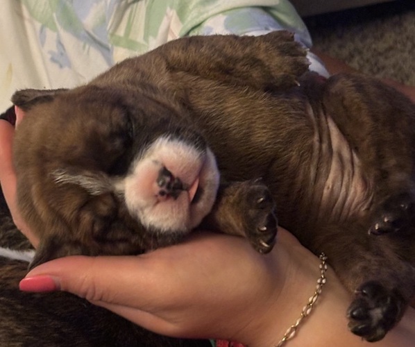 Medium Photo #17 Olde English Bulldogge Puppy For Sale in ALDEN, MN, USA