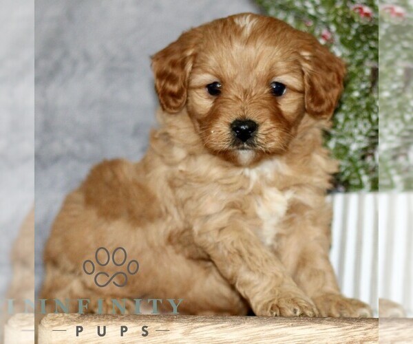 Medium Photo #4 Cavapoo Puppy For Sale in BIRD IN HAND, PA, USA