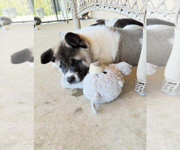 Medium Photo #5 Akita Puppy For Sale in TEHACHAPI, CA, USA