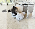 Small #4 Akita