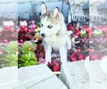 Puppy Iris Pomsky