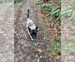 Small #18 German Shepherd Dog