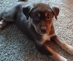 Small Photo #1 German Shepherd Dog-Siberian Husky Mix Puppy For Sale in NIAGARA FALLS, NY, USA