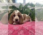 Puppy Phoebe Basset Hound