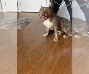 American Bully Puppy for sale in WINDSOR, PA, USA