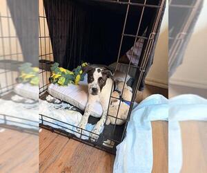 Mutt Dogs for adoption in San Antonio, TX, USA