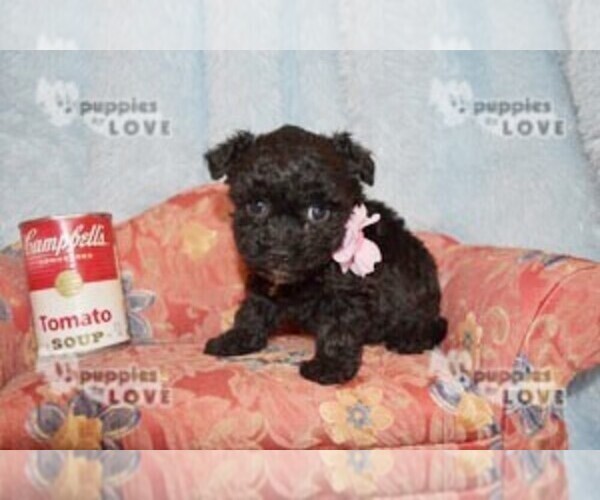 Medium Photo #15 Poodle (Toy) Puppy For Sale in SANGER, TX, USA