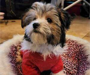 Morkie Puppy for sale in CLACKAMAS, OR, USA