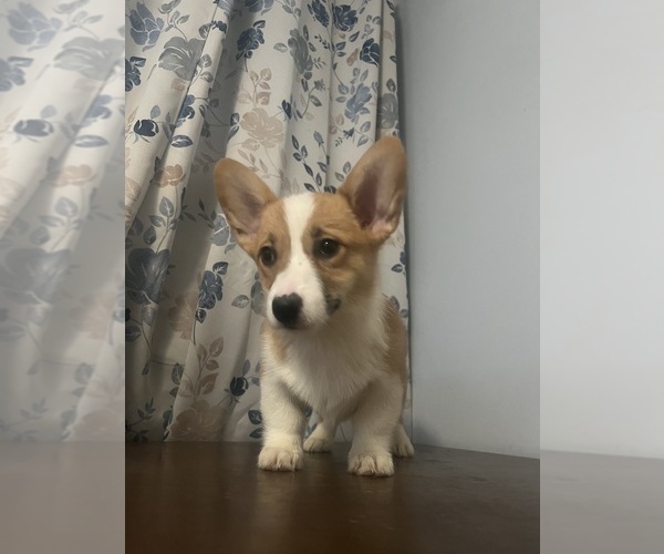 Medium Photo #72 Pembroke Welsh Corgi Puppy For Sale in DURHAM, CT, USA