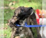 Small #3 Labrador Retriever Mix