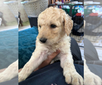 Small #12 Goldendoodle