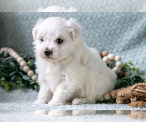 Medium Photo #11 Maltese Puppy For Sale in HOLMESVILLE, OH, USA