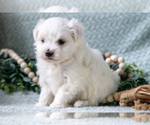 Small Photo #11 Maltese Puppy For Sale in HOLMESVILLE, OH, USA