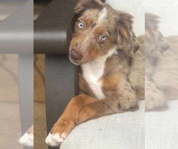 Medium Photo #2 Miniature Australian Shepherd Puppy For Sale in FORT MYERS, FL, USA