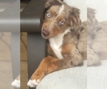 Small #1 Miniature Australian Shepherd