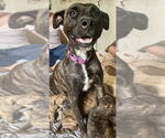 Small #2 American Pit Bull Terrier Mix