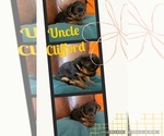 Small Photo #1 Yorkshire Terrier Puppy For Sale in TRACY, CA, USA