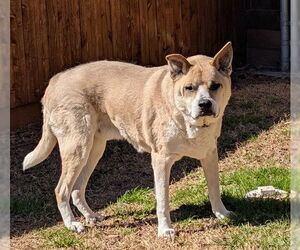 Labrador Retriever-Unknown Mix Dogs for adoption in Plano, TX, USA