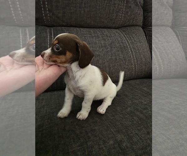 Medium Photo #12 Dachshund-Shorkie Tzu Mix Puppy For Sale in WILMINGTON, NC, USA