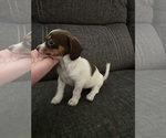 Small #1 Dachshund-Shorkie Tzu Mix