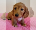 Small Photo #6 Dachshund Puppy For Sale in CATAULA, GA, USA