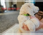 Small #7 Goldendoodle