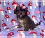 Small #2 Poodle (Miniature)