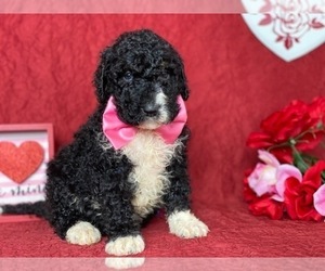 Bernedoodle Puppy for sale in LANCASTER, PA, USA
