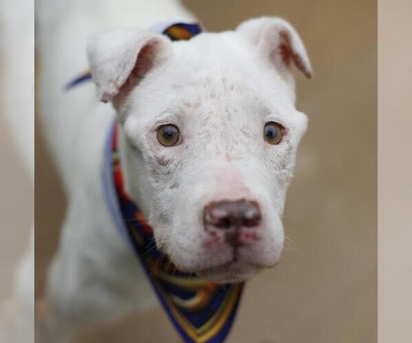 Medium Photo #1 American Staffordshire Terrier-Unknown Mix Puppy For Sale in San Antonio, TX, USA