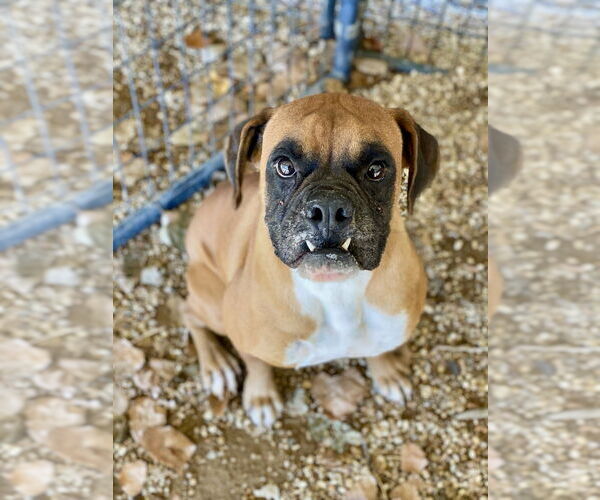 Medium Photo #2 Boxer Puppy For Sale in Austin, TX, USA