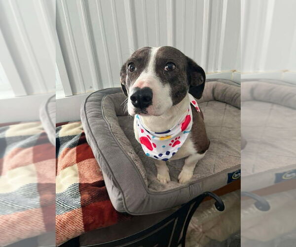 Medium Photo #2 Basset Hound-Unknown Mix Puppy For Sale in Osgood, IN, USA