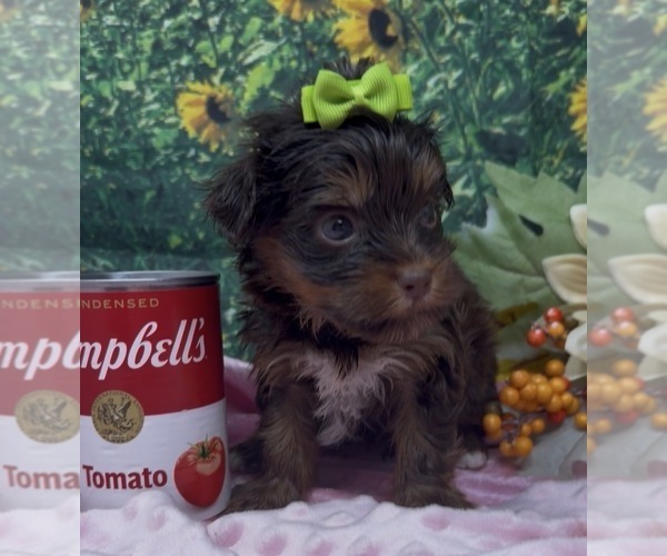 Medium Photo #13 Shorkie Tzu Puppy For Sale in SELLERSBURG, IN, USA