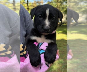 Medium American Pit Bull Terrier-Labrador Retriever Mix