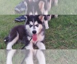 Small Photo #2 Siberian Husky Puppy For Sale in OLIVE BRANCH, MS, USA