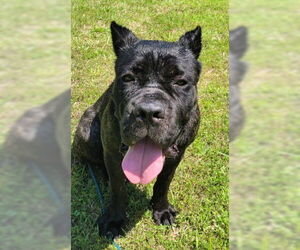 Cane Corso Dogs for adoption in Lexington Park, MD, USA