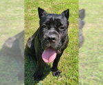 Small Cane Corso
