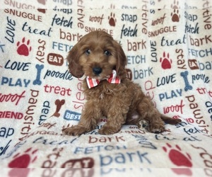 Cock-A-Poo Puppy for sale in LAKELAND, FL, USA