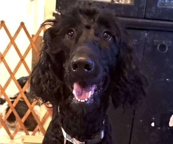 Medium Photo #1 Goldendoodle Puppy For Sale in LAKE MARY, FL, USA