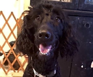 Mother of the Goldendoodle puppies born on 09/24/2025