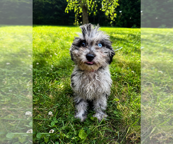 Medium Photo #10 Cavapoo (Miniature) Puppy For Sale in DURHAM, CT, USA