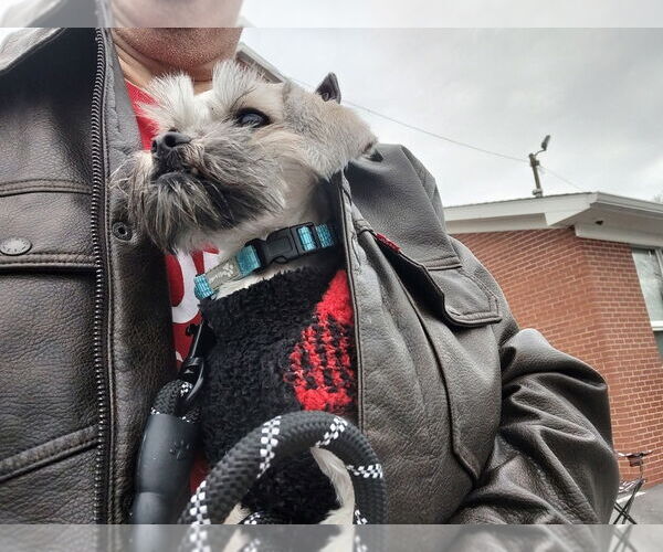 Medium Photo #2 Shih Tzu-Unknown Mix Puppy For Sale in Mooresville, NC, USA