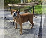 Small #8 Boxer Mix