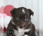 Small #3 Miniature Australian Shepherd