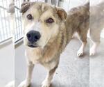 COCO - Male Norwegian Elkhound-Siberian Husky Mix Dog for Adoption - Small photo