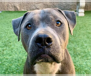 Mutt Dogs for adoption in Moreno Valley, CA, USA
